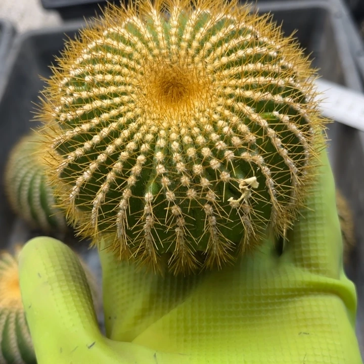 金刺优博球8厘米1棵无根