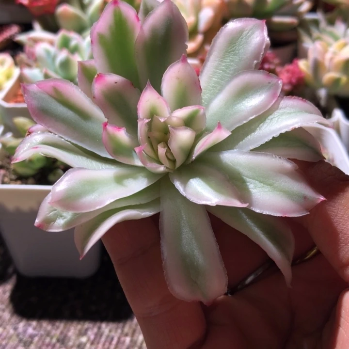 紫蝴蝶覆轮锦砍头有根