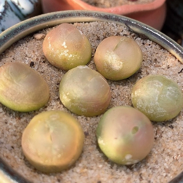 4503大拉登一颗有伤