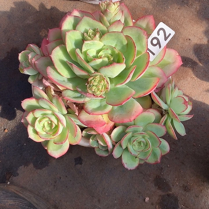 192牡丹亭 一物一拍多肉