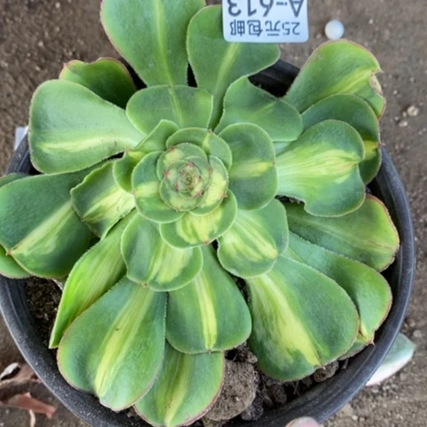 613暴君满25包邮多肉