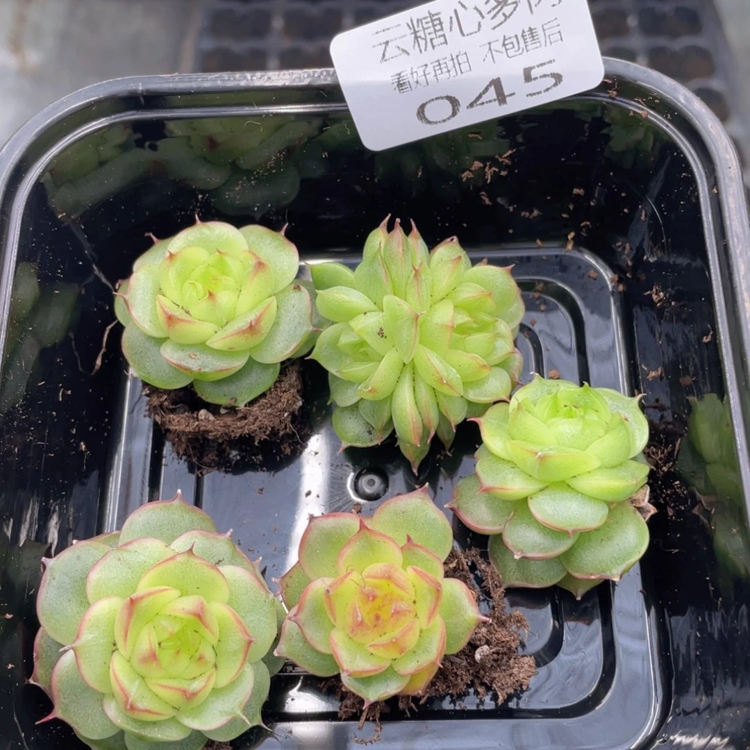 幸****x云糖心多肉植物45