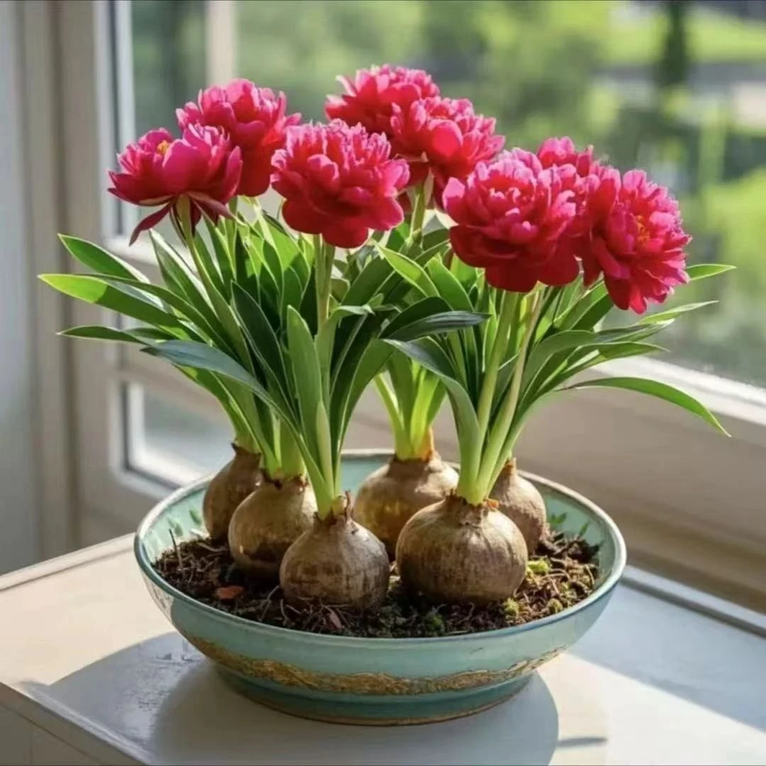 水培香水兰花种球盆栽好养四季开花室内外耐寒热花卉绿植