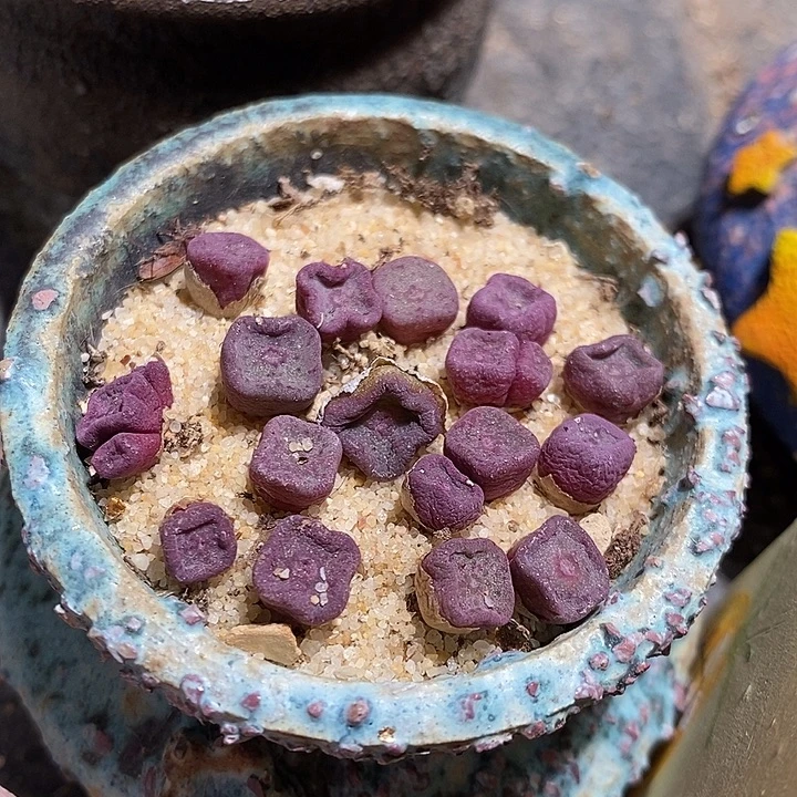 单头紫方碗一颗。