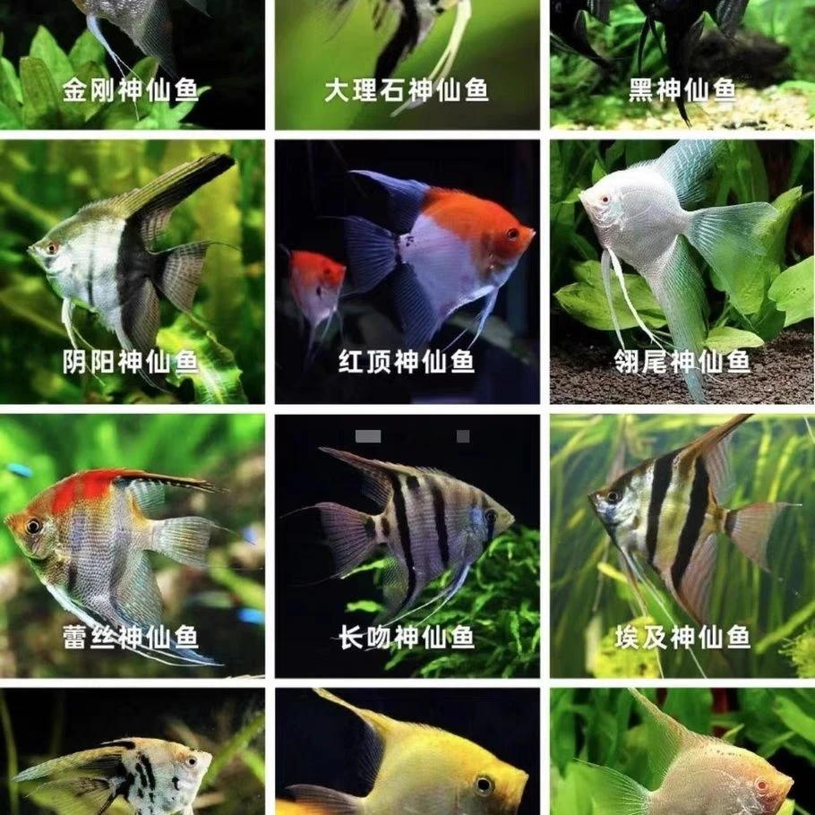 燕鱼魔鬼鱼神仙鱼秘鲁金鼎蓝魔观赏鱼好养耐活淡水混养热带小型鱼