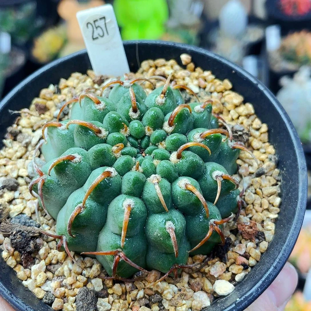 非偏远地区满25包邮仙人球