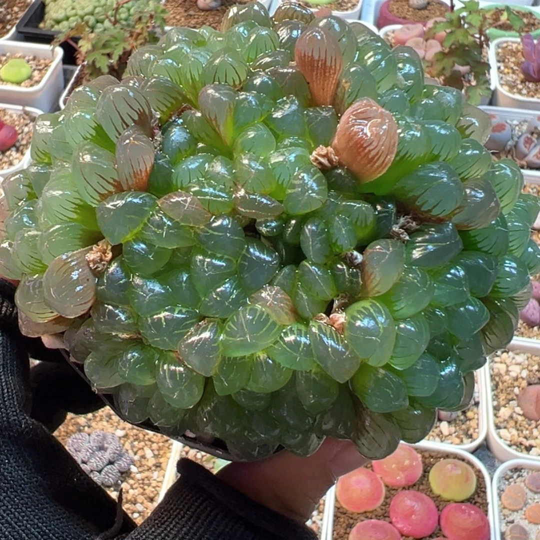152多肉植物盆栽植物