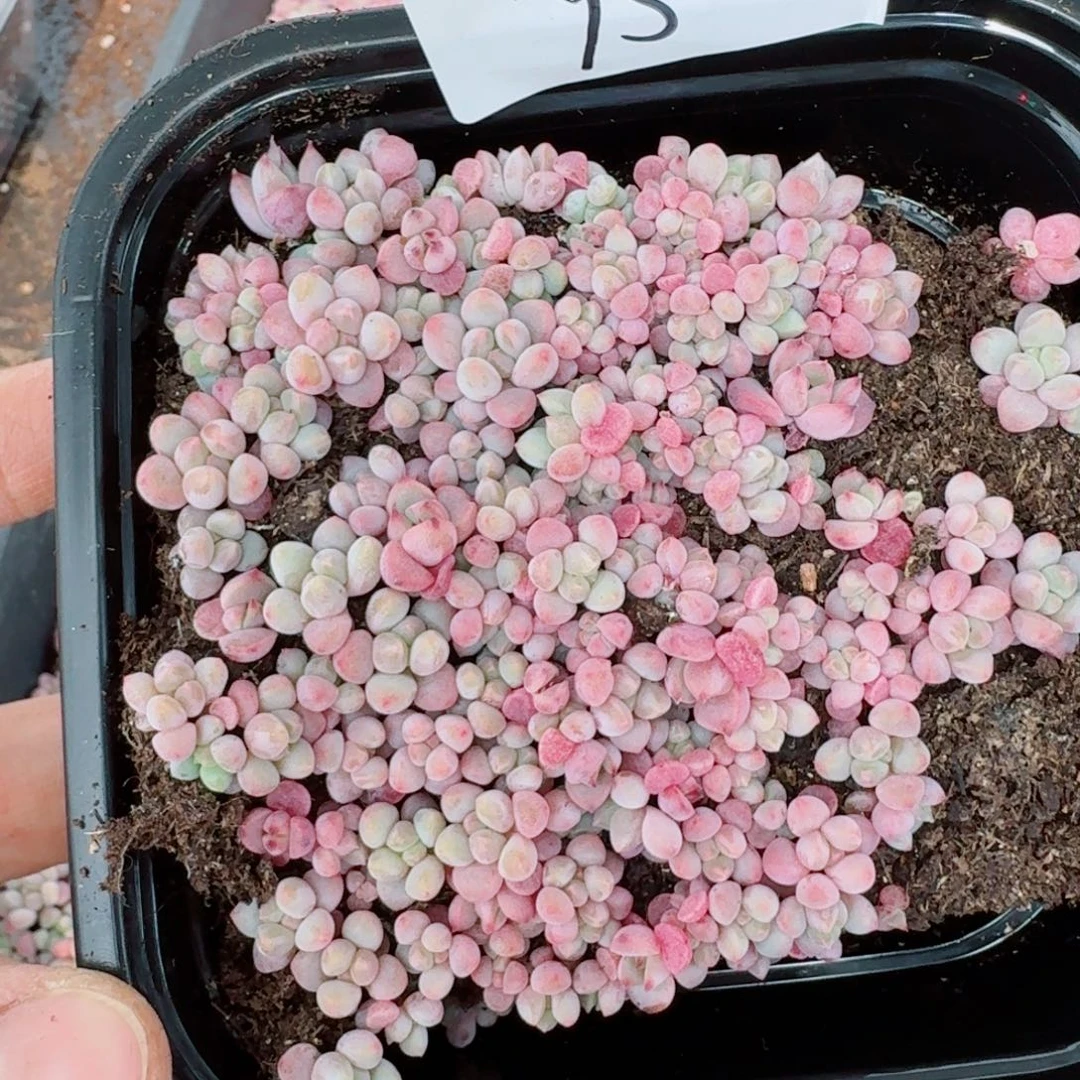 杂交新品珍妮多肉95量拍一份