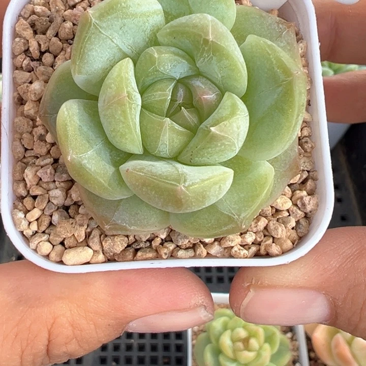 607号珍妮晗雨多肉植物