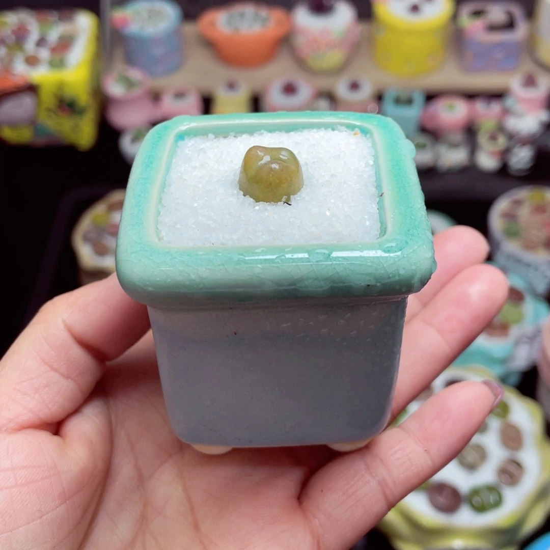 w9342 带盆土发货-零下地区拍保温箱