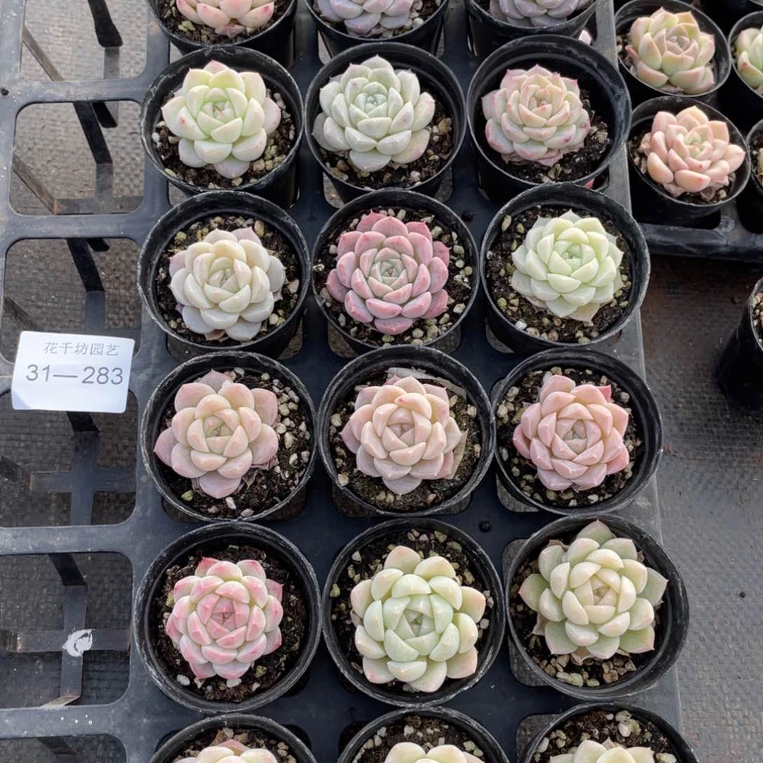 一物一拍18颗31-283