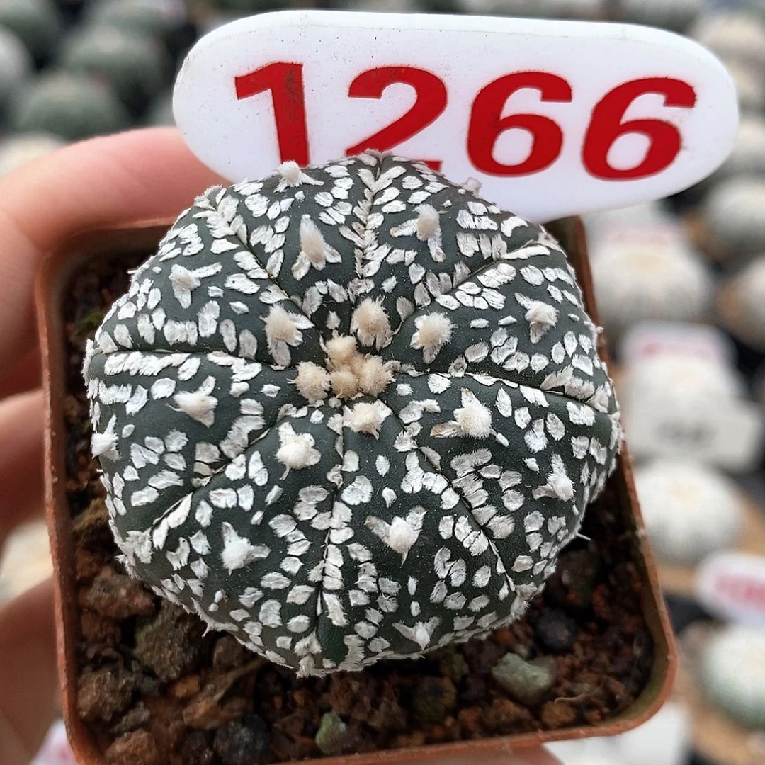 1266v兜系列福利来