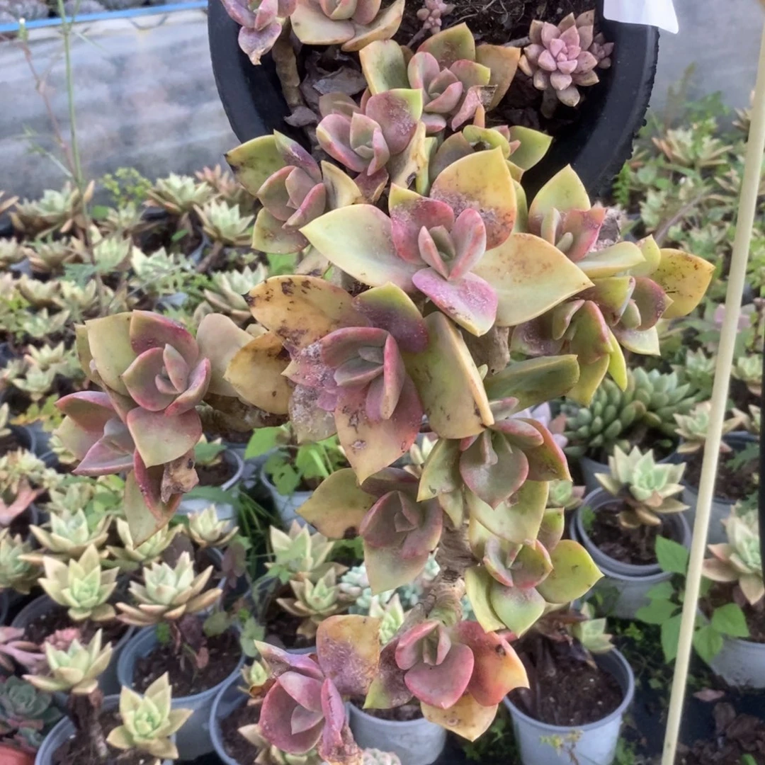 2822贺氏老桩一物一拍