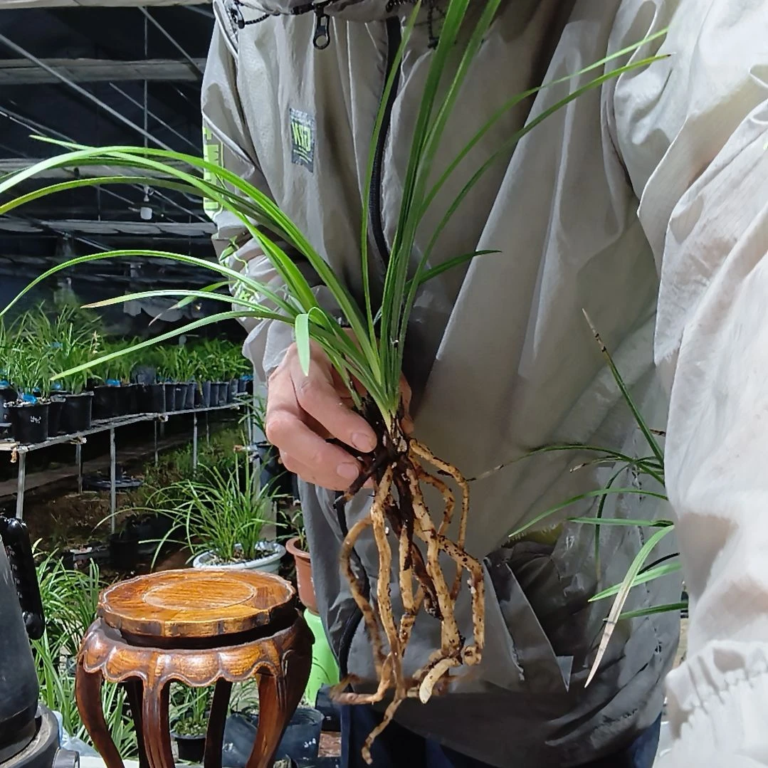 普***瑞无花朵蕙兰竹蕊兰花