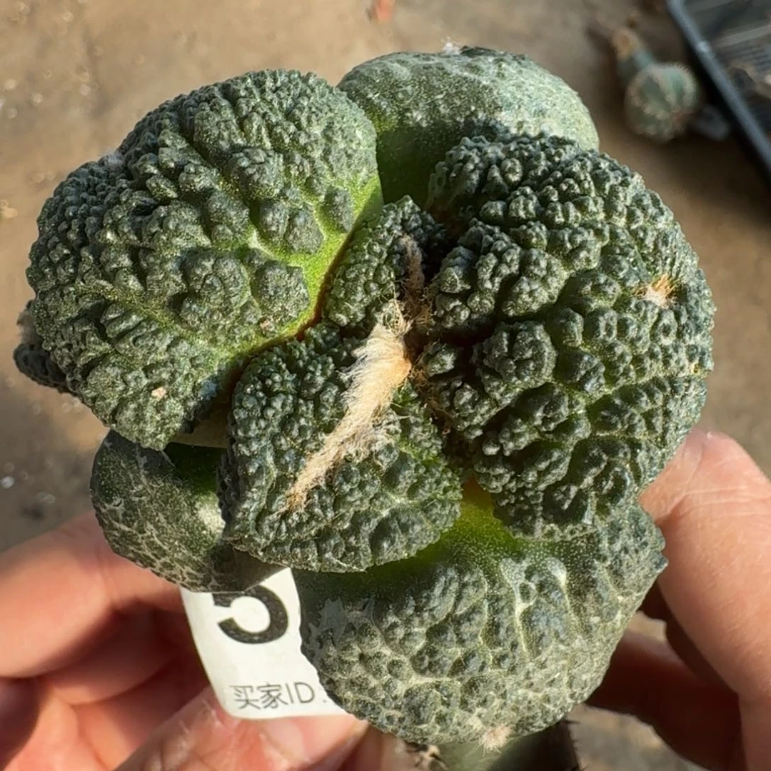 【闪购商品】大尤密尤哥斯拉582