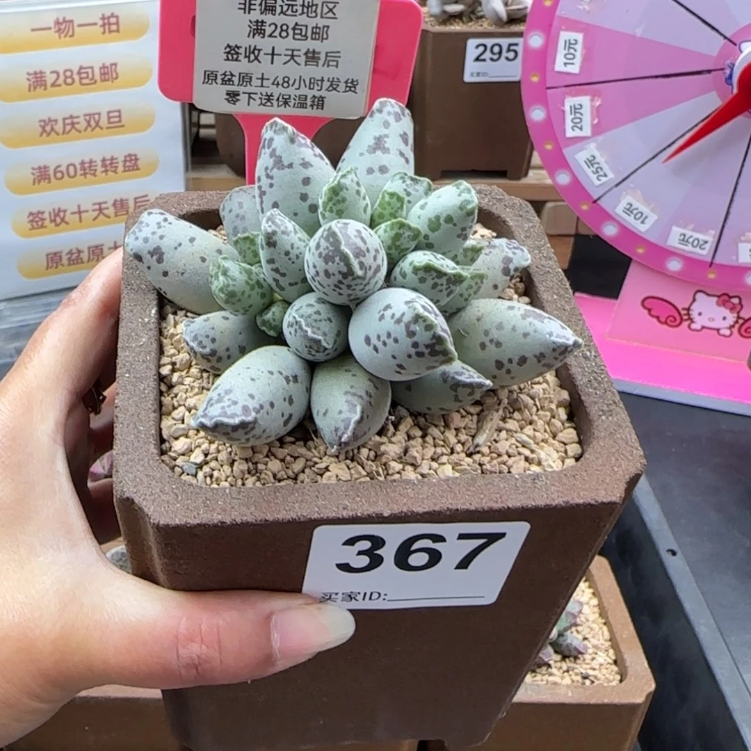 367白肌海豹多肉植物