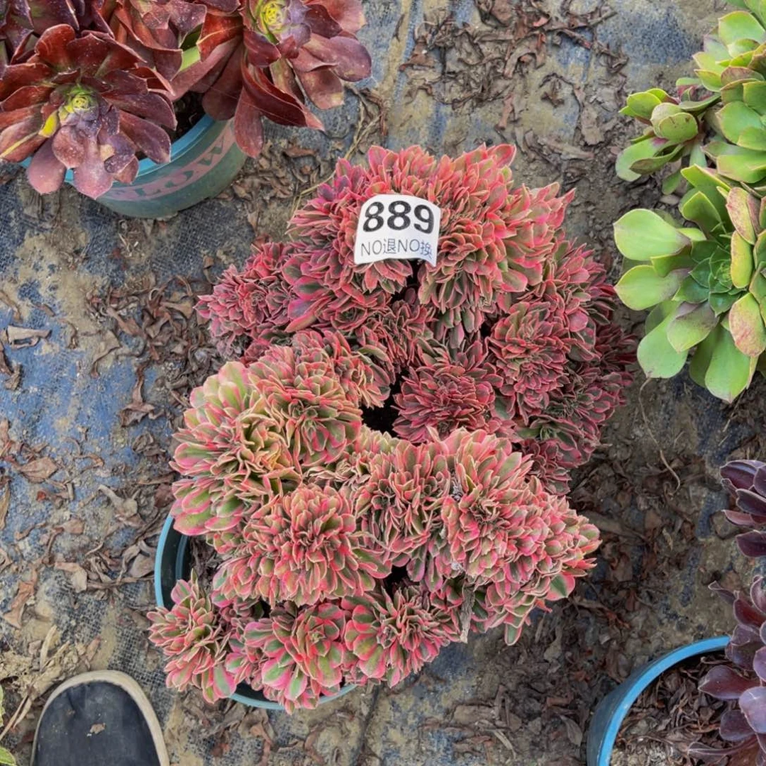 两颗女巫法师缀1-20