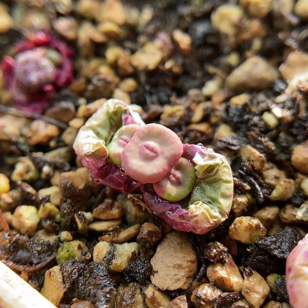 1380b一颗两年三头包邮