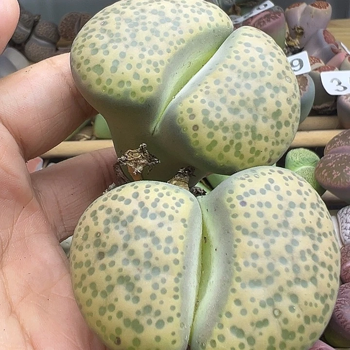 353巨无霸单头5.5厘米清