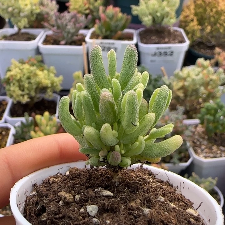 福利米粒锦植物枝干