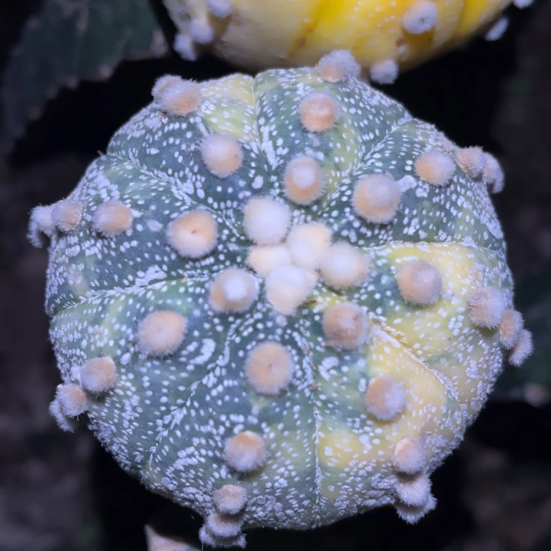 高绒连星 雪花兜锦