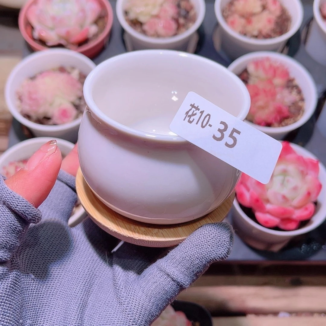 花10-35花盆一个
