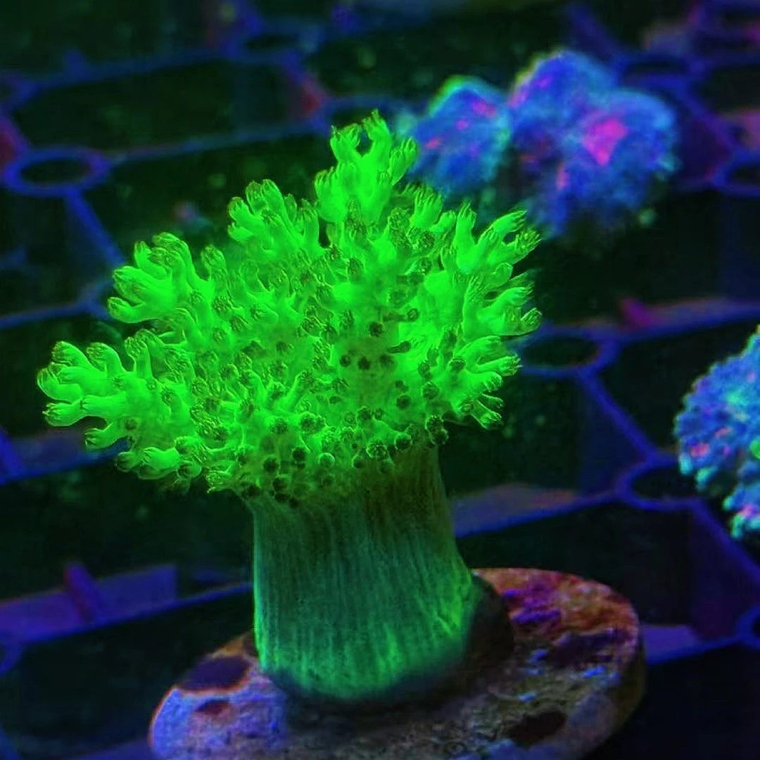 珊瑚草皮海葵直播间一物一拍