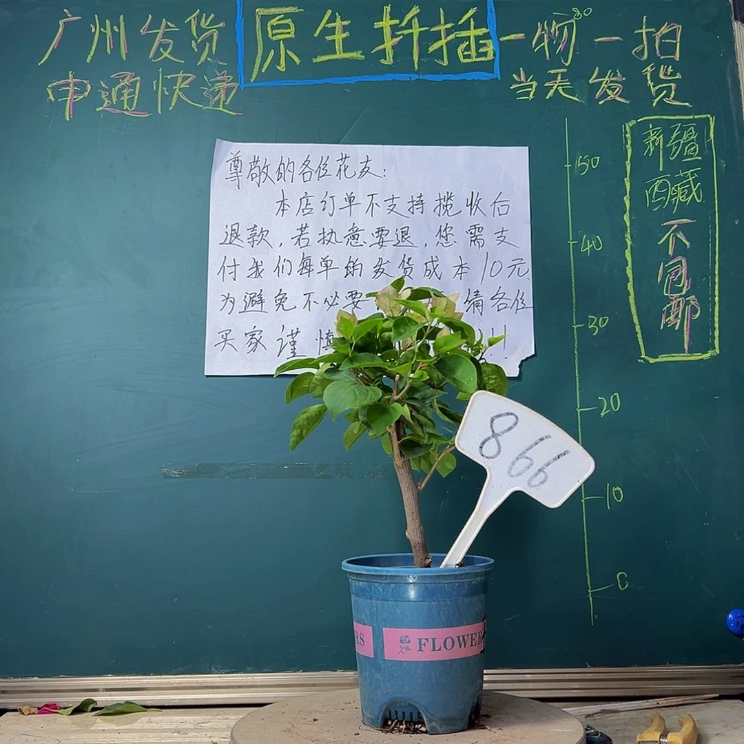 当前无花栽培后可以开花绿叶五宝866