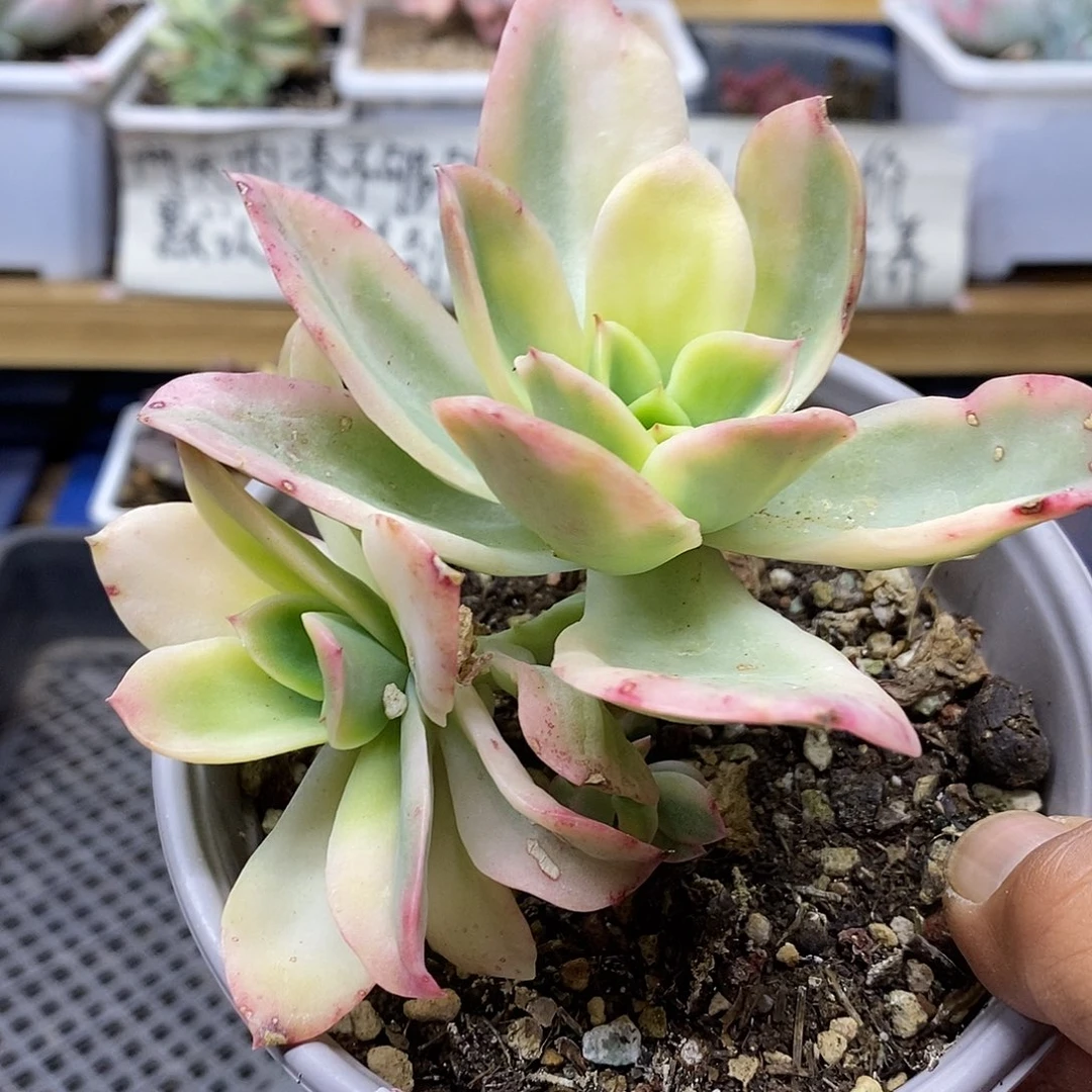 14101 金辉锦有砍