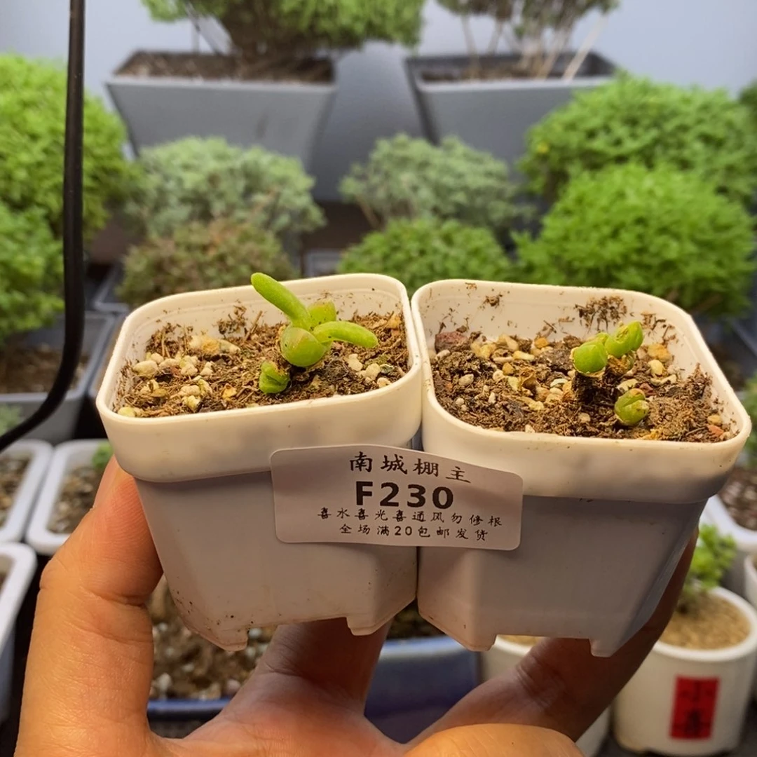230短耳朵枝干兔子