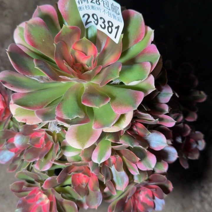 29381南香妃多肉植物