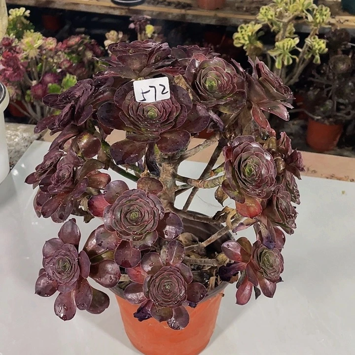 洋***芋魅金玫瑰0000000572