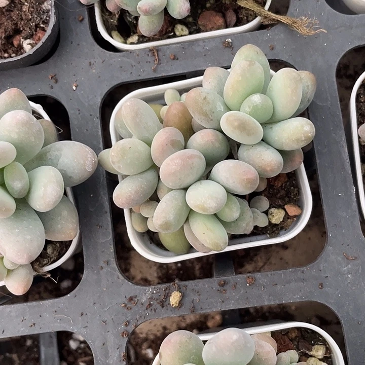 白兰地随机发满18包邮