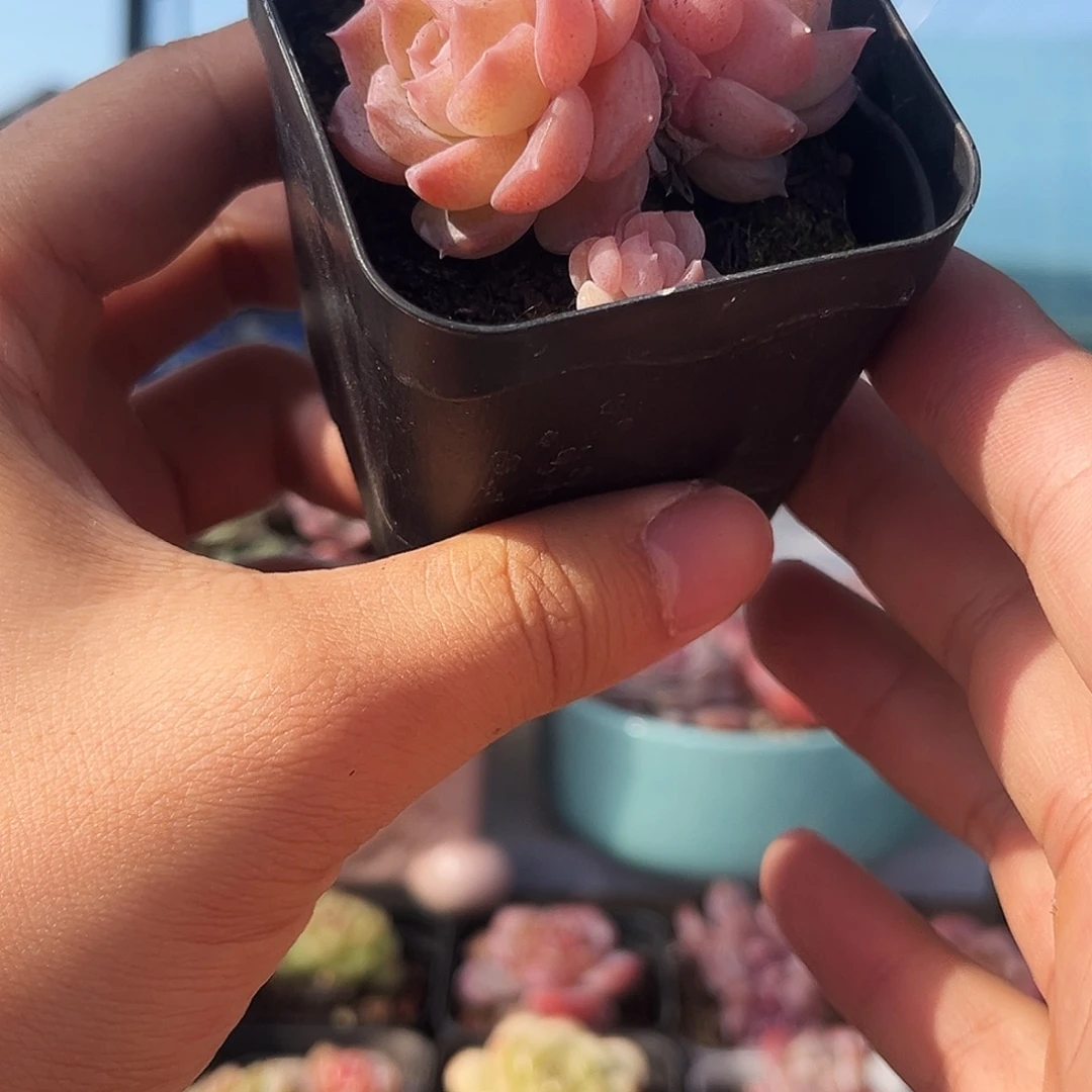 c纯爱双头一物一拍826