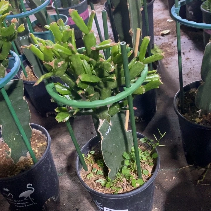 大部分花苞少量开放730嫁接045