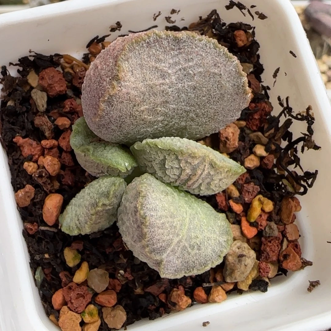 冰鳞水泡多肉植物