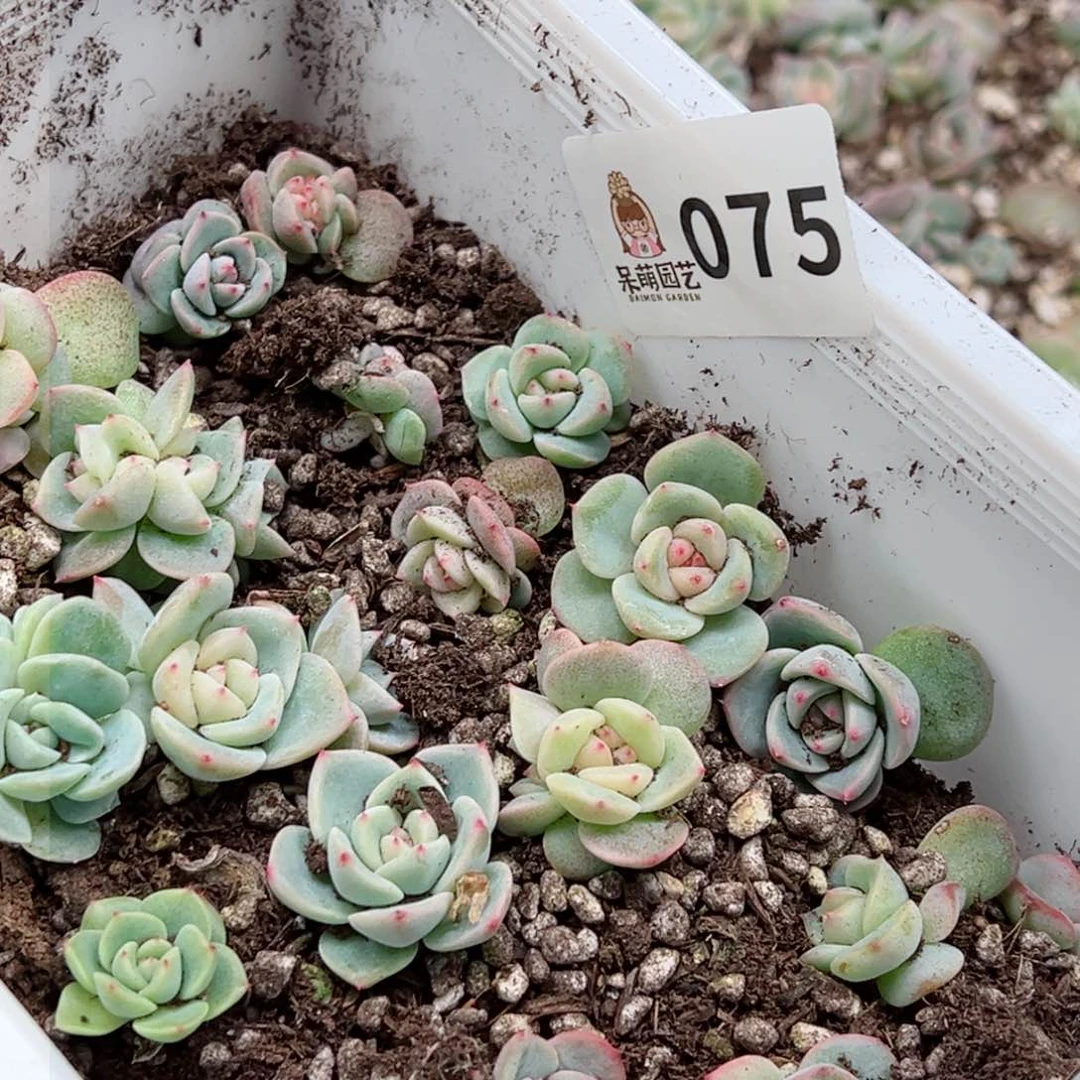 月**凉多肉植物多肉植物