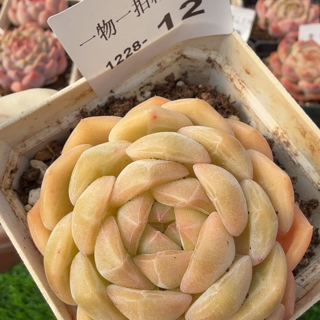 1228-12多肉一物一拍