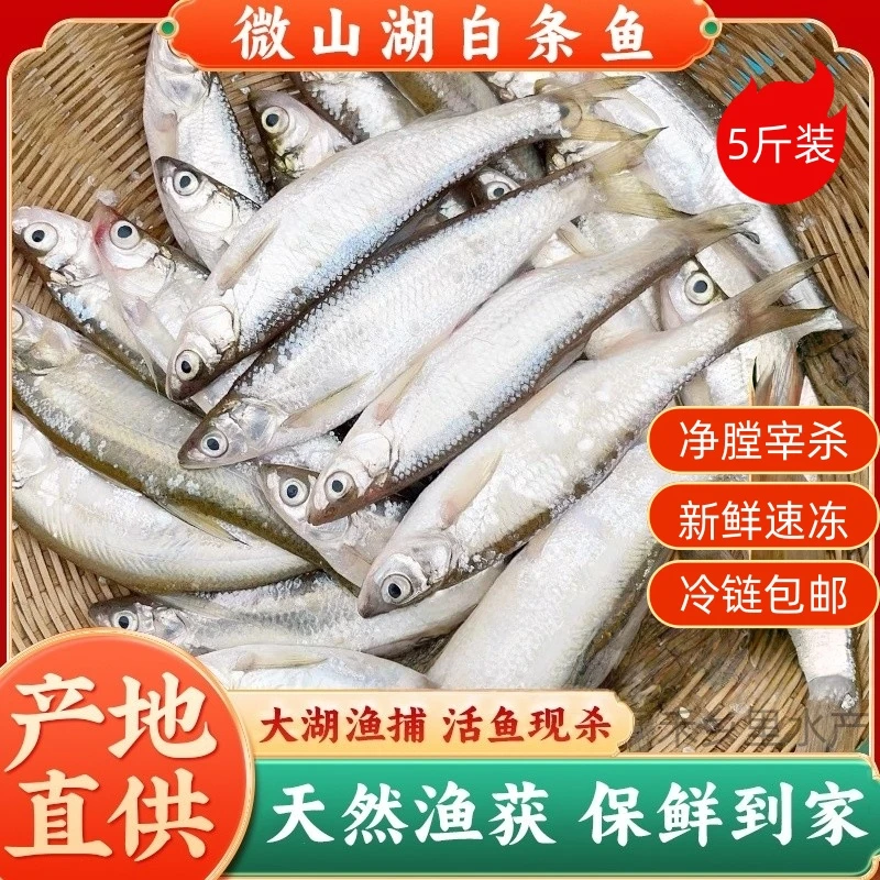 5斤净重一大包微山湖野生白条鱼刁子鱼翘嘴鱼淡水鱼活鱼现杀发货