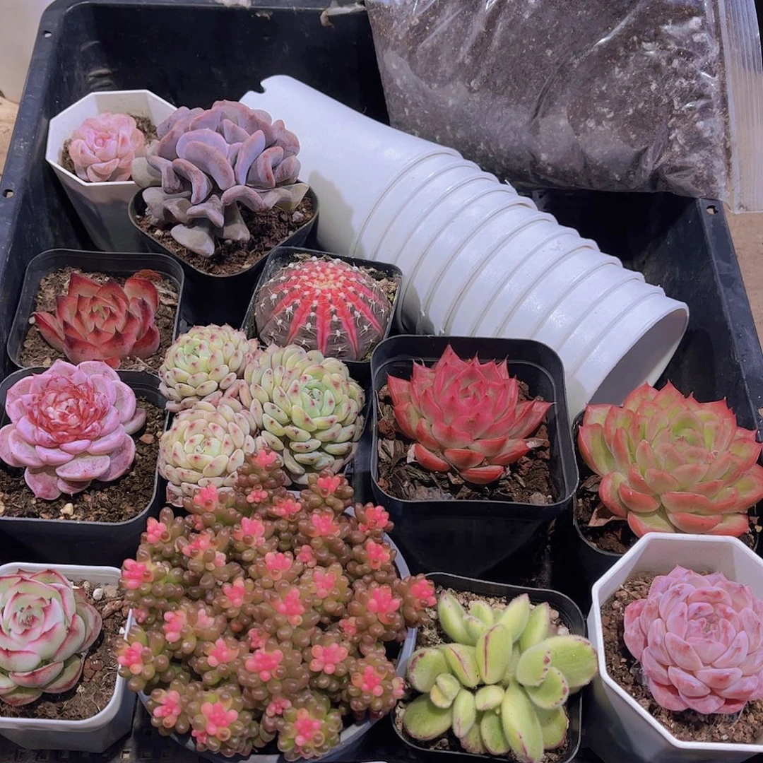 多肉873多肉植物