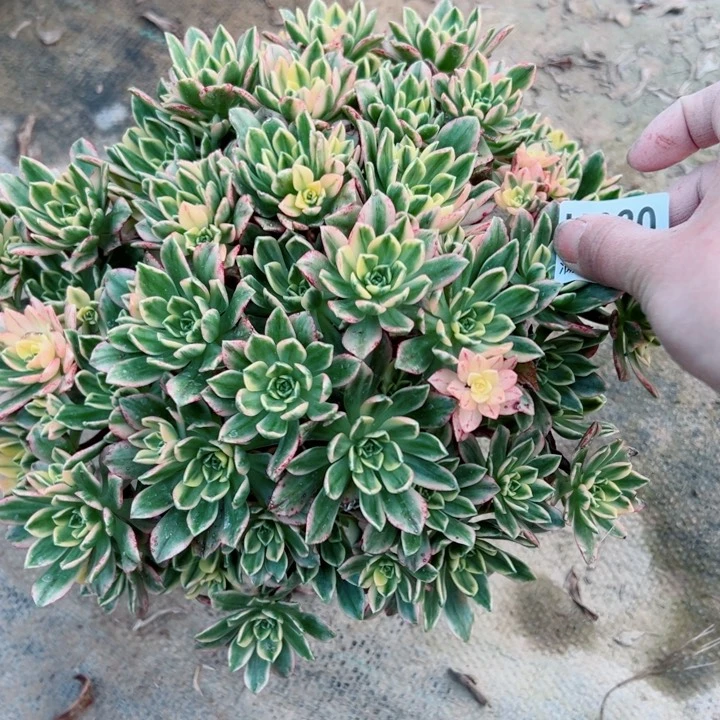 320甜茶多肉多肉多肉