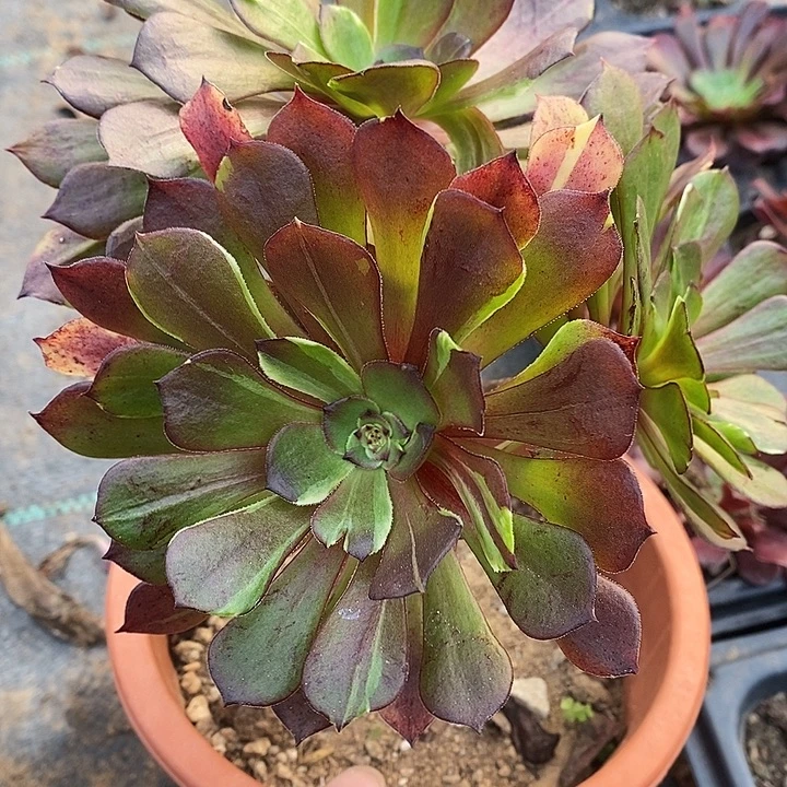 多肉植物保护研究所