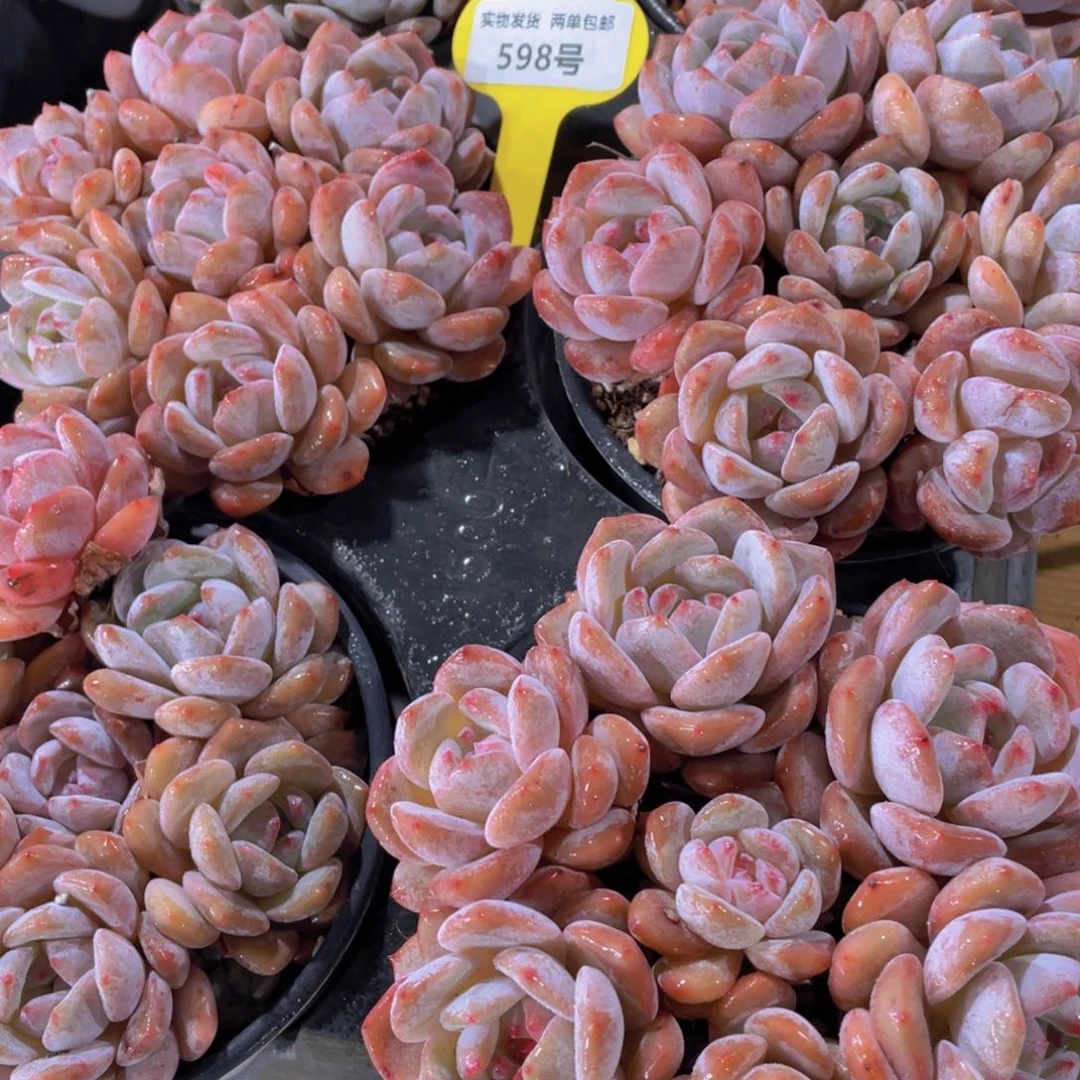 598号 丸叶石榴籽星影组合一大盆