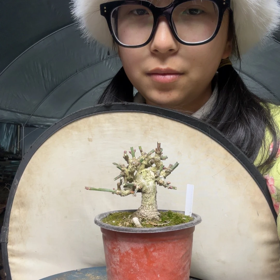 迎春花盆景宏*迎春花盆景盆栽