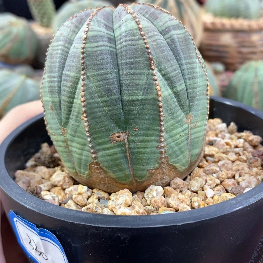 欧系实生布纹球多肉植物