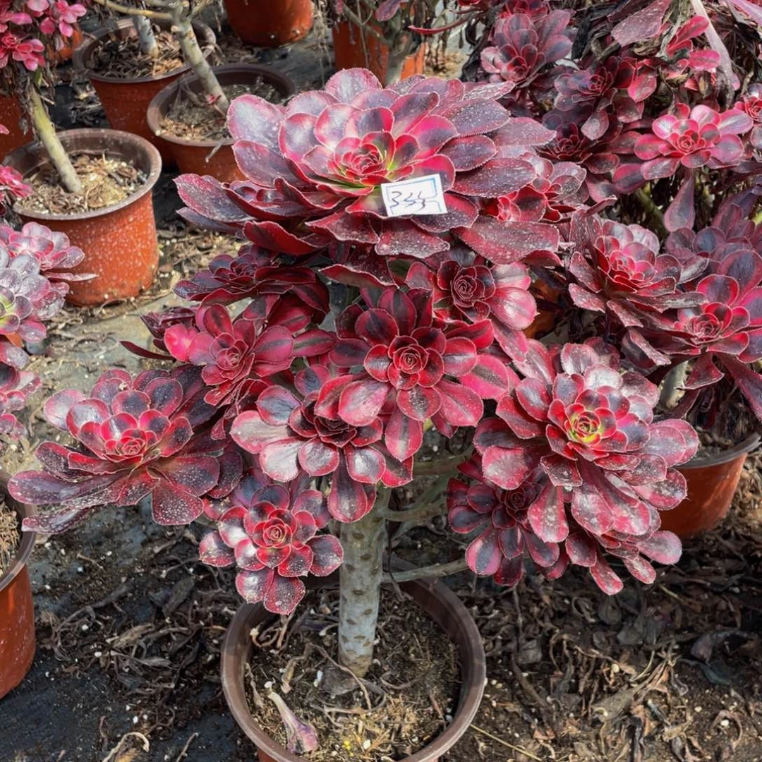 桂***香333鲜花老桩造型鲜花