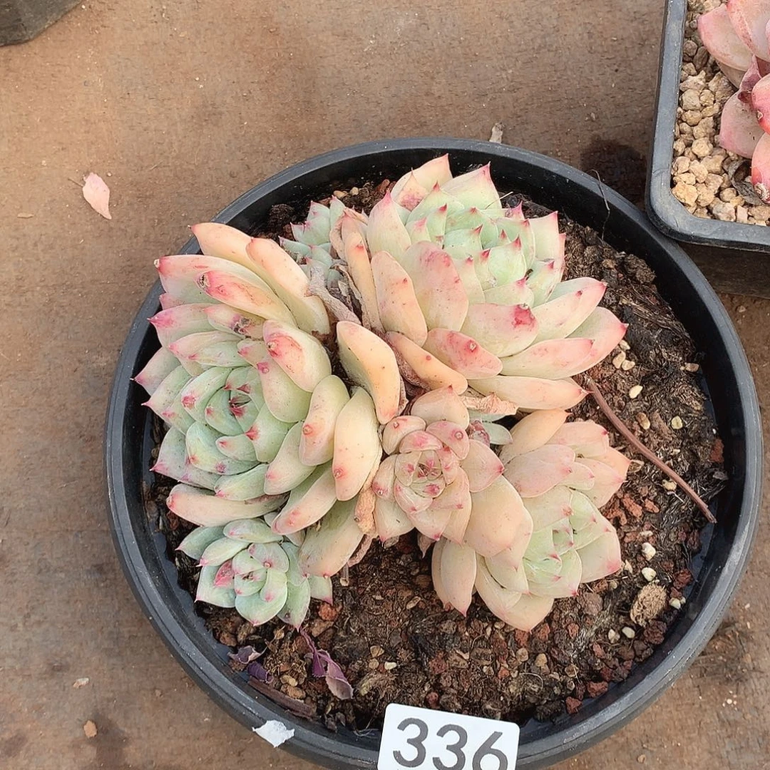 336白拉糖一物一拍多肉