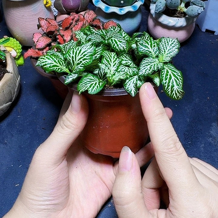 绿色网纹草带盆一盆福利