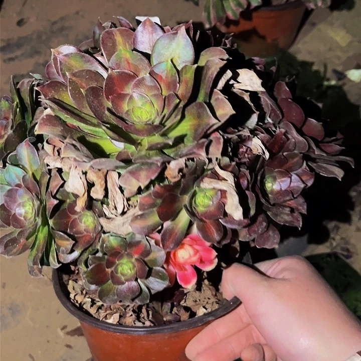 512邵修中班多肉植物处理不售后