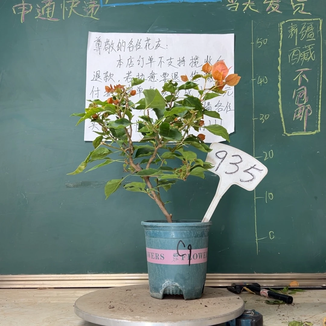 当前无花栽培后可以开花橙九月935